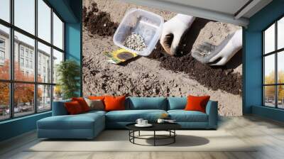 Spring works in a home garden, sowing sunflower seeds. Wall mural