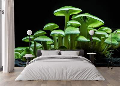 Close up of green mushroom in the black background Wall mural