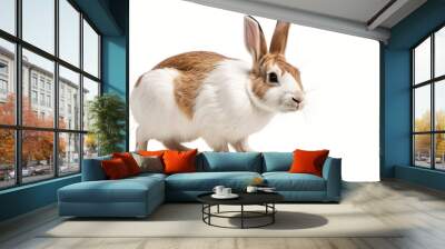 rabbit isolated on white background Wall mural