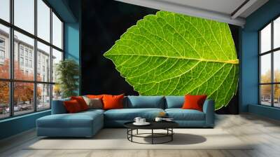 Green Beautiful leaf backlit by sunlight on dark background Wall mural