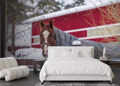 horse in winter Wall mural