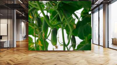 green cucumbers in the greenhouse Wall mural