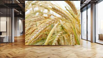 spikelets of wheat against the sky as a harvest Wall mural