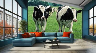 Two walking black and white holstein frisian cows. Curiousity is driving them Wall mural