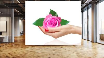 Pink rose in woman hand on white background Wall mural