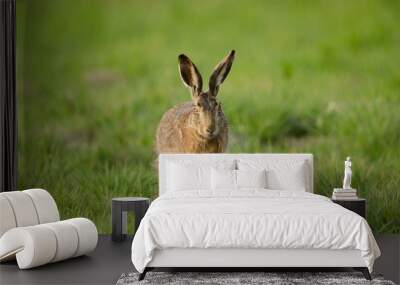 Europäischer Feldhase, Brown hare, Lepus europaeus Wall mural