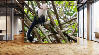 white headed capuchin monkey Wall mural