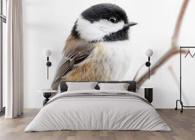 A charming little chickadee with its black cap and white cheeks, perched on a twig, isolated on white background. Wall mural