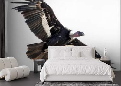 A majestic condor soaring high above the mountains, its massive wingspan fully extended, isolated on white background. Wall mural