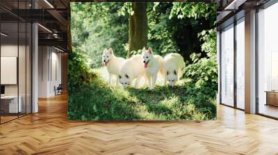 white swiss shepherd on a walk in nature Wall mural