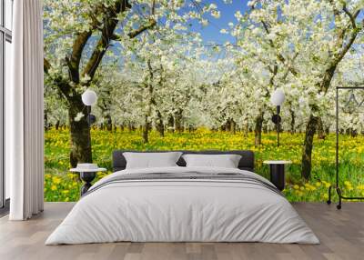 blooming apple trees at spring on field Wall mural