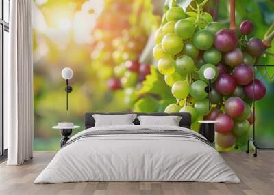 fresh grapes hanging on the vine Wall mural