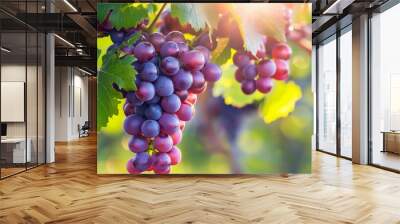 fresh grapes hanging on the vine Wall mural