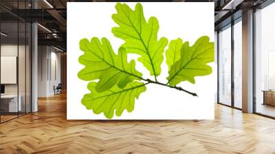 leaf of oak tree isolated Wall mural