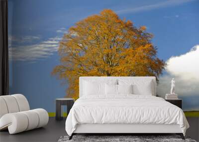 single beech tree at autumn Wall mural