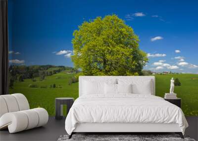 single big beech tree in meadow at summer Wall mural