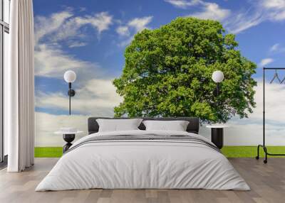 single big oak tree in field with perfect treetop Wall mural