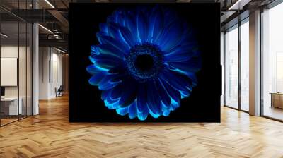 computer processing, inversion, blue flower lone gerbera on black background isolated. Wall mural