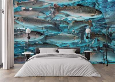 natural trout Wall mural