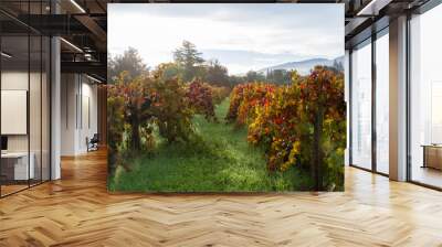 autumn vineyard in the morning Wall mural