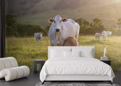 brahman cattle - Bos Indicus Wall mural