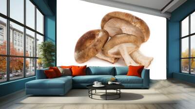 shiitake mushrooms Wall mural