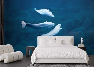 Beluga whales diving in deep water Wall mural