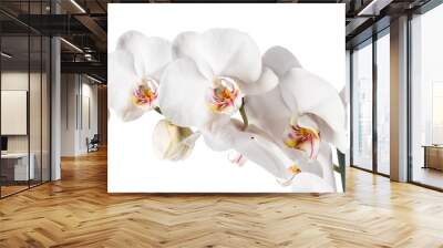 White orchid isolated Wall mural