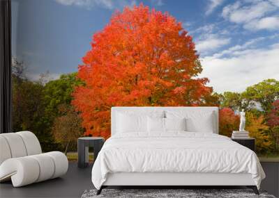 autumnal sugar maple tree at willow river state park Wall mural