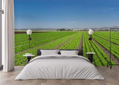 lettuce field panorama Wall mural