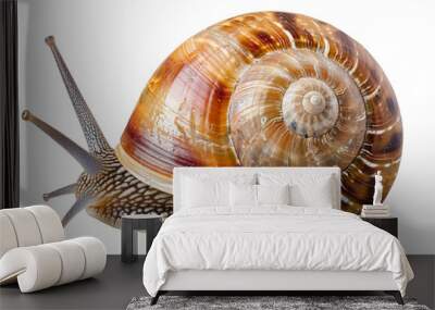 A large brown and tan snail is laying on a white background Wall mural