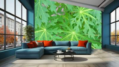 papaya tree and leaves Wall mural