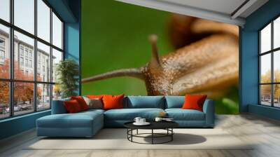 snail on a leaf Wall mural