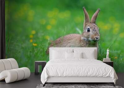 Closeup of an adorable fluffy rabbit in a green field Wall mural