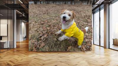 Jack Russell Terrier in a yellow raincoat for a walk. The dog stands in the park against the backdrop of trees. Spring dirty rainy weather Wall mural