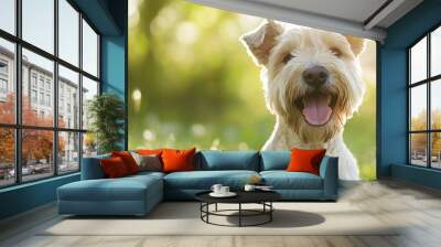 Wheaten Terrier Frolicking In Soft Grass Field On A Sunny Day Wall mural