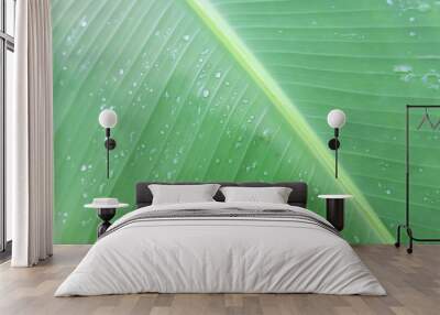 Banana leaves with rainwater for backgrounds, Water drops on banana leaf Wall mural