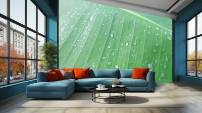 Banana leaves with rainwater for backgrounds, Water drops on banana leaf Wall mural