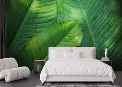 Green leaf with water drops for background Wall mural