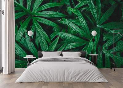 Rain drop on tropical green leaf textures, dark tone nature background Wall mural