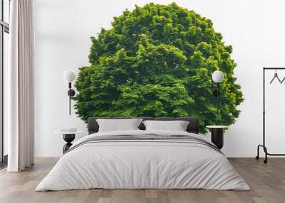 Lush green tree with a full canopy on a clear background Wall mural