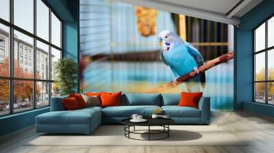 Home Wavy parrot with blue plumage sits on a perch Wall mural