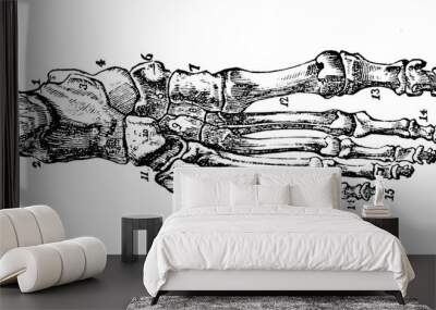 Bone structure of the foot in the old book Human body anatomy by Dr. Holstein, vol. 4, S. Petersburg, 1861 Wall mural