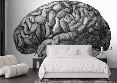 The brain of human from a side in the old book the Antiquity of man, by C. Lyell, 1864, St. Petersburg Wall mural