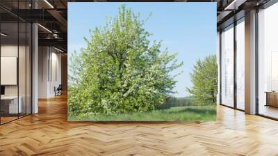 green tree with blossoms against a background of blue sky Wall mural