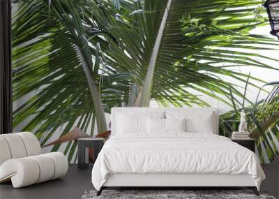 coconut palm tree in thailand Wall mural