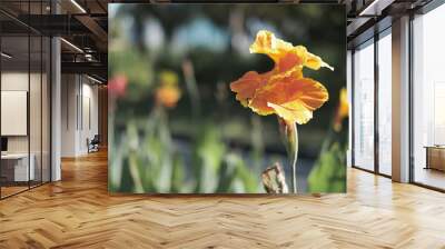 blooming yellow flower in morning sunlight Wall mural