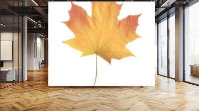 Realistic maple leaf isolated on white background Wall mural