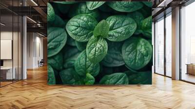 Background green food vegetable organic fresh raw plant leaves spinach nature healthy salad Wall mural