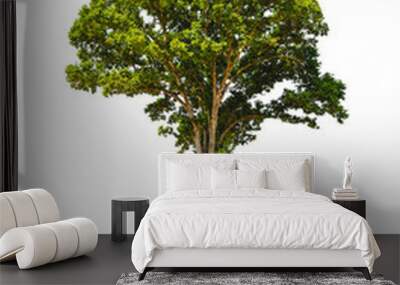 Irvingia malayana also known as Wild Almond, tropical tree in th Wall mural